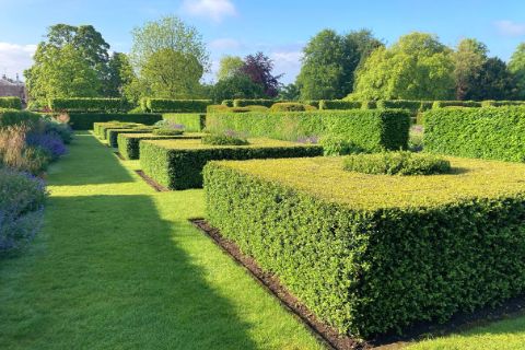 box hedging