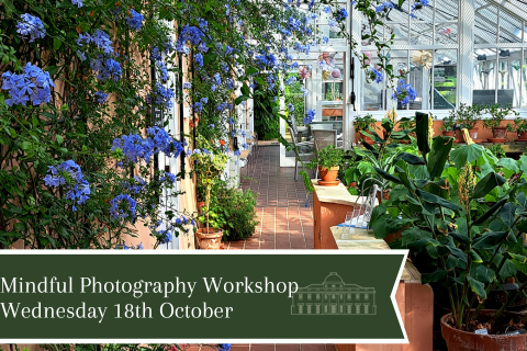Mindful photography conservatory image